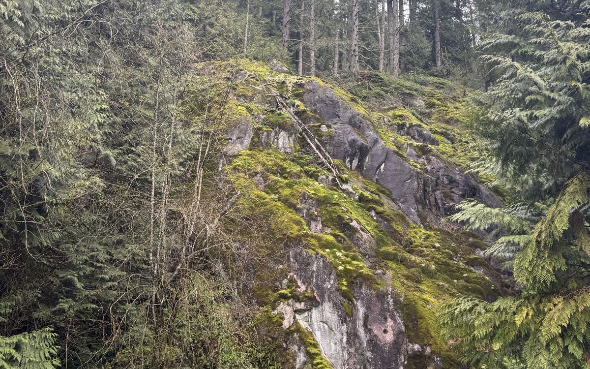 Moss-covered bedrock outcrop at the BN-02 project